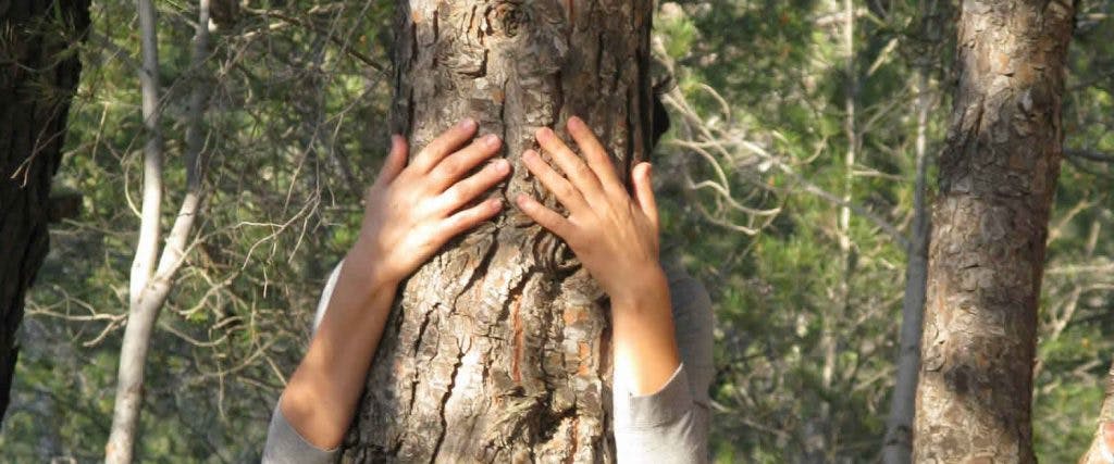 El contacto con un bosque sana su mente y su cuerpo