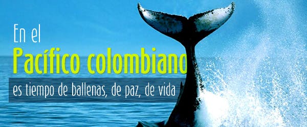En el pacífico colombiano es tiempo de ballenas, de paz, de vida