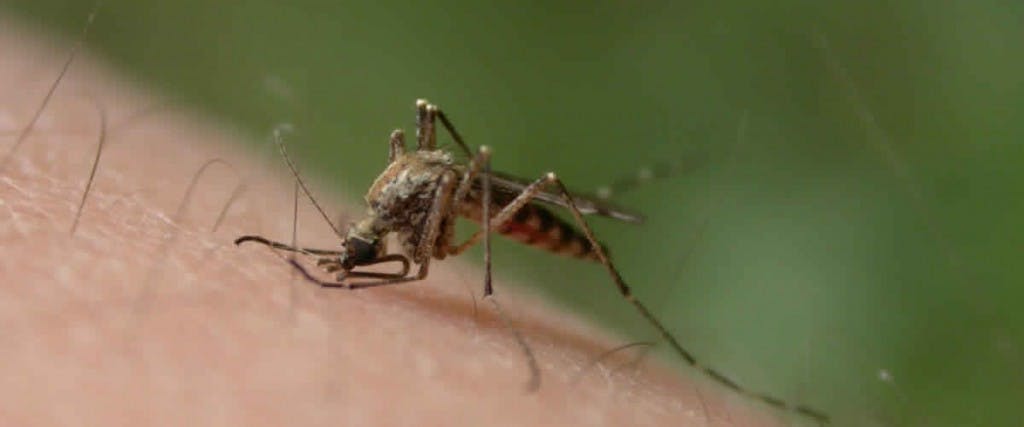 Éxito de la medicina biológica con el Chikungunya