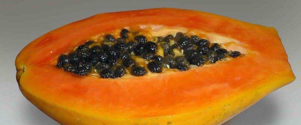Dele “papaya” con semilla a su organismo